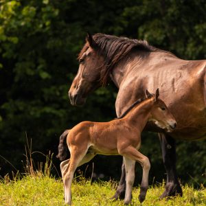 Proteção da égua gestante garante bem-estar materno e desenvolvimento saudável do potro