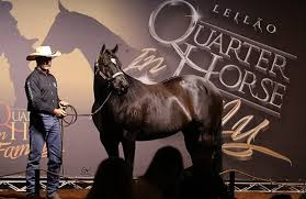 Quarter Horse In Family celebra 15 anos com leilão especial em São José do Rio Preto