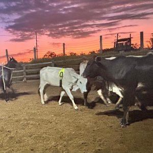 RB Ranch se consolida como templo do esporte equestre de trabalho em Campinas