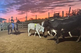 RB Ranch se consolida como templo do esporte equestre de trabalho em Campinas