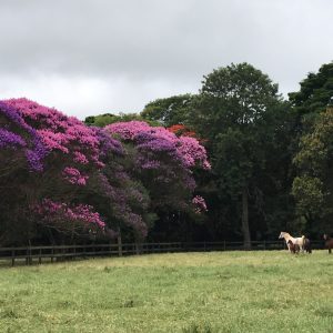 RFI Arabians promove ‘Dia de Campo’ para novos criadores de Cavalo Árabe