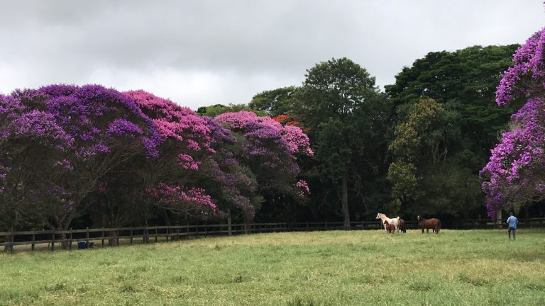 RFI Arabians promove ‘Dia de Campo’ para novos criadores de Cavalo Árabe
