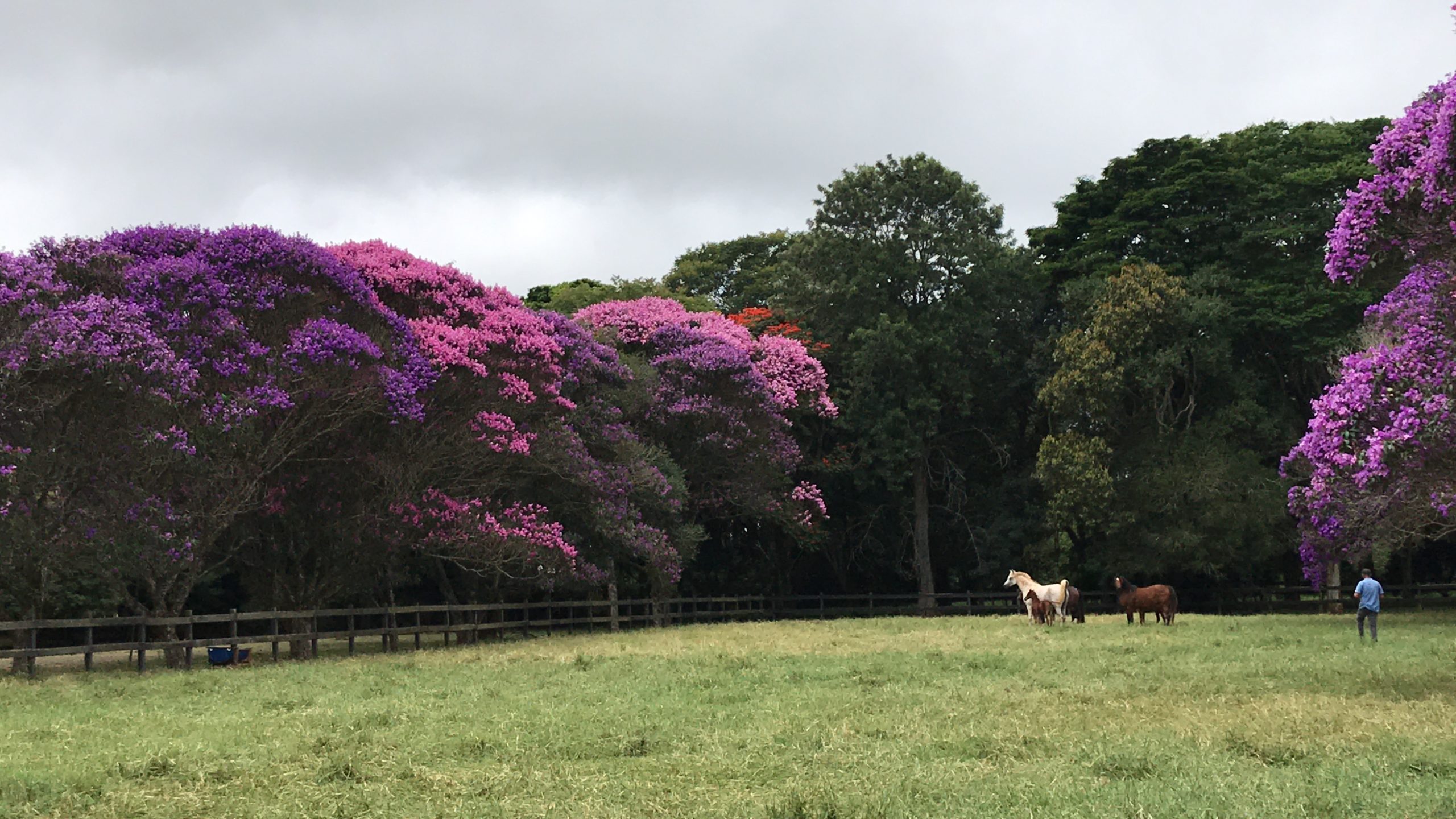 RFI Arabians promove ‘Dia de Campo’ para novos criadores de Cavalo Árabe
