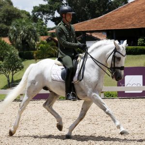 Rocas Festival 2025 transforma Itu em palco internacional do cavalo Lusitano e grandes atrações