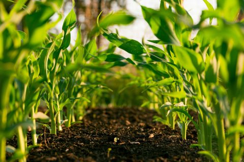 Um mês após tarifaço, agro paulista tem superávit de US$ 14 bi