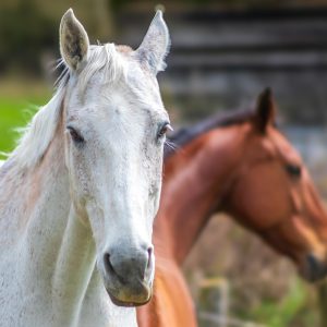 Zoetis leva inovação em saúde animal para a Expointer 2025