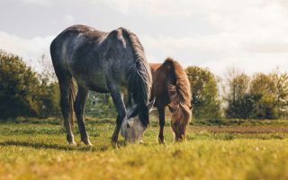 Como garantir a saúde do seu cavalo tendo orçamento limitado