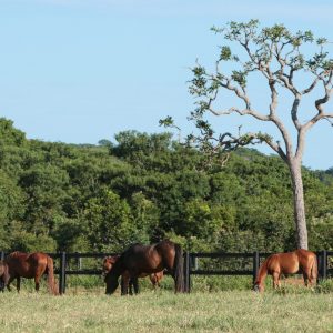 ABQM apoia atualização do Estudo do Complexo do Agronegócio do Cavalo no Brasil