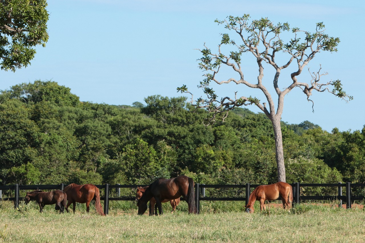 ABQM apoia atualização do Estudo do Complexo do Agronegócio do Cavalo no Brasil