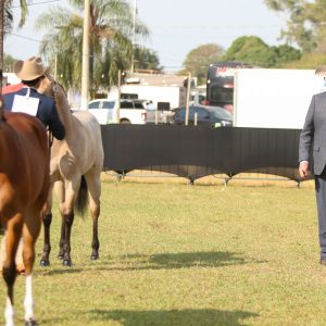 ABQM inova e traz juiz americano exclusivo para Conformação no Potro do Futuro
