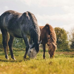 Bem-estar equino começa no ambiente: como o manejo de baias, pasto e hidratação influencia na saúde e comportamento dos cavalos