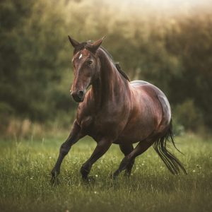 Você sabe a origem da expressão ‘cavalos de potência’?
