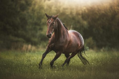 Você sabe a origem da expressão ‘cavalos de potência’?