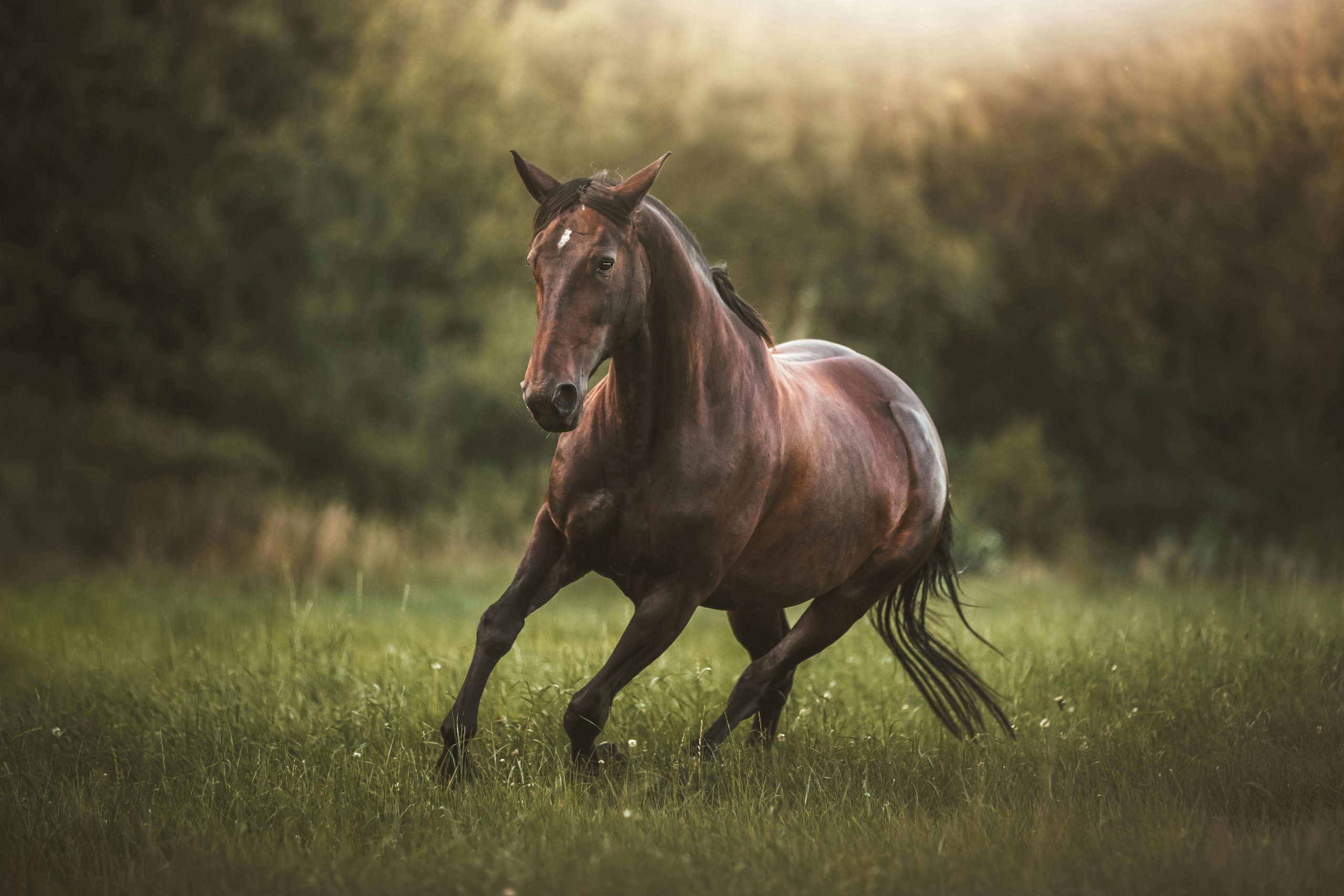 Você sabe a origem da expressão ‘cavalos de potência’?