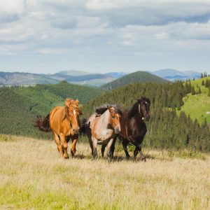 Farmácia da Pecuária: o estoque que protege vidas e garante produtividade no campo
