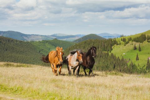 Farmácia da Pecuária: o estoque que protege vidas e garante produtividade no campo