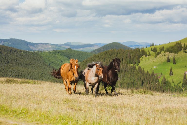 Farmácia da Pecuária: o estoque que protege vidas e garante produtividade no campo