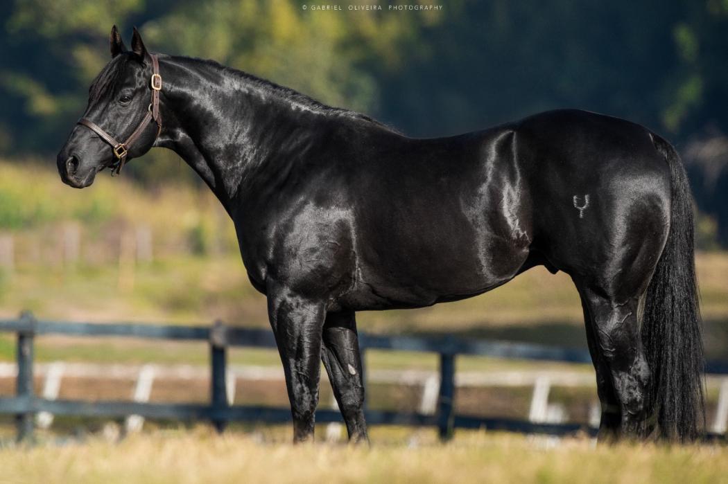 Genética campeã em destaque no 19º Leilão Caruana & Promissão em Araçatuba