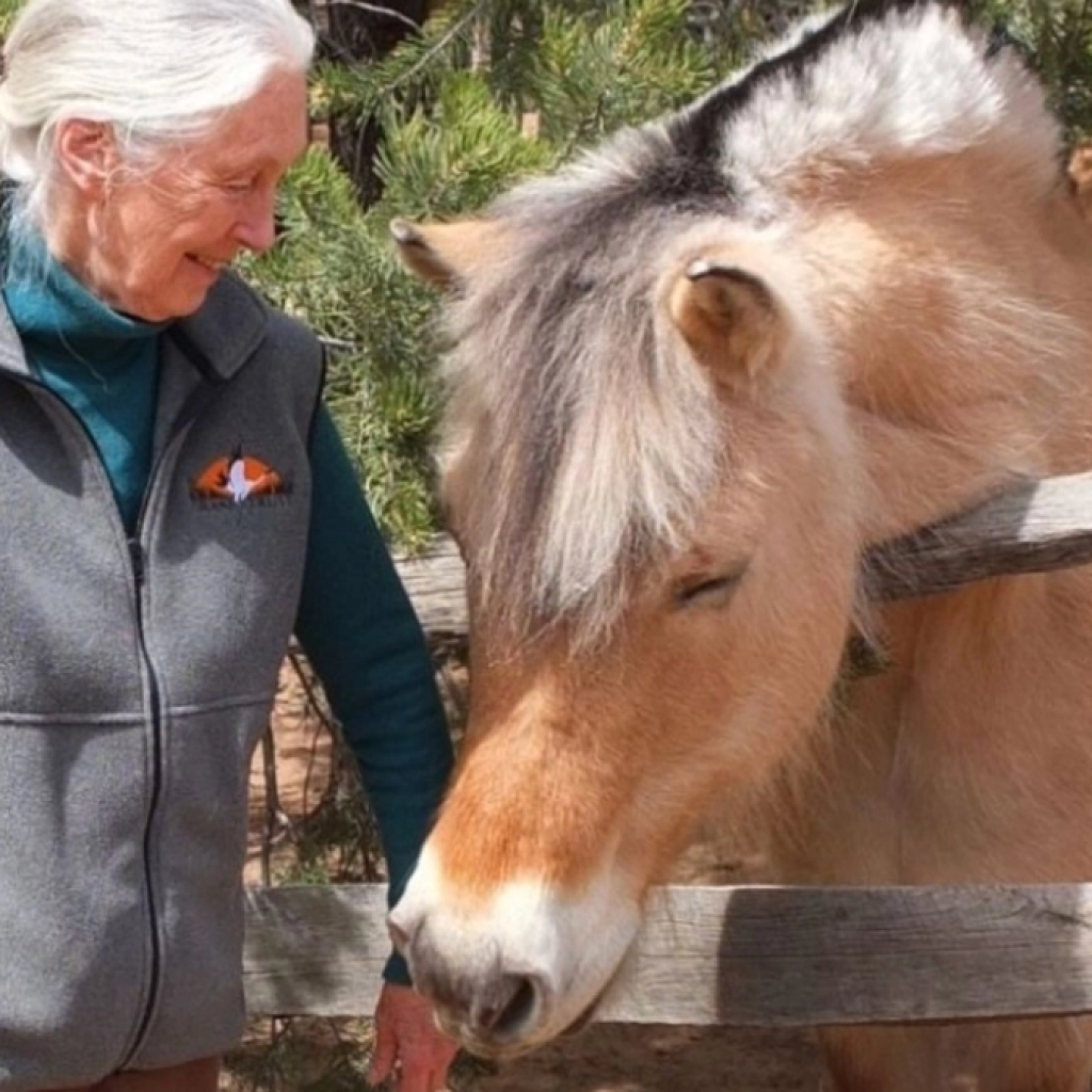 Compaixão — a que Jane Goodall personificava — faz parte do espírito equestre tanto quanto a garra e a graça