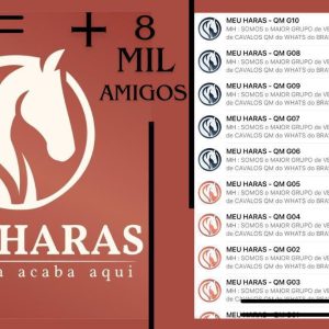 Meu Haras QM: a maior comunidade de negócios do Quarto de Milha no WhatsApp