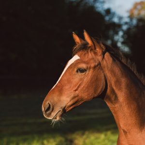 Nutrição e manejo digestivo: pilares para a performance de cavalos atletas