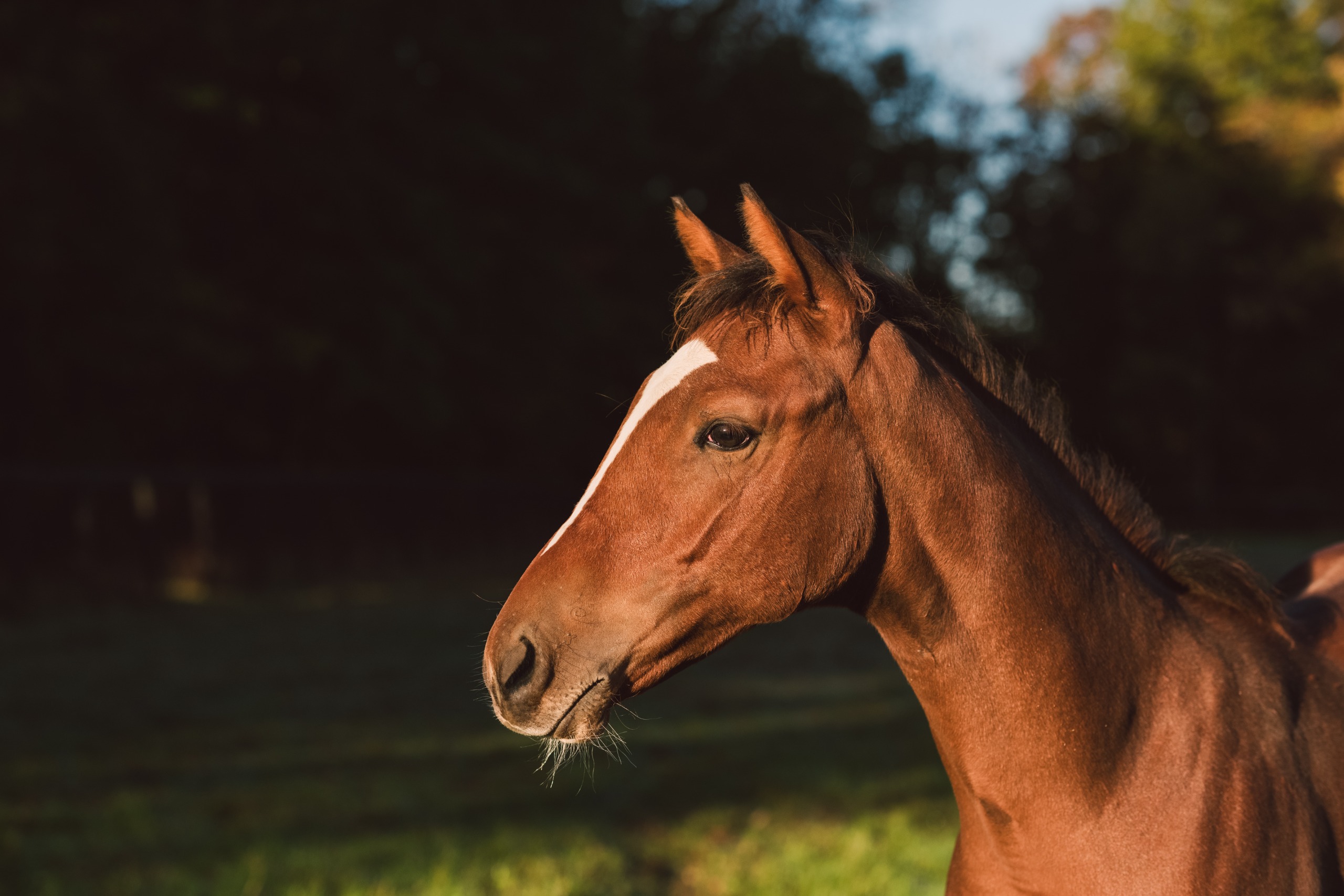 Nutrição e manejo digestivo: pilares para a performance de cavalos atletas