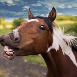 Por que “cavalo dado não se olha os dentes”? A origem e o sentido real do ditado