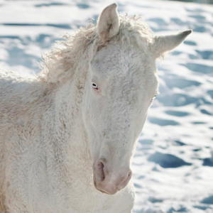 Conheça as raças de cavalos mais exclusivas do mundo