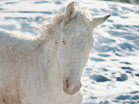 Conheça as raças de cavalos mais exclusivas do mundo