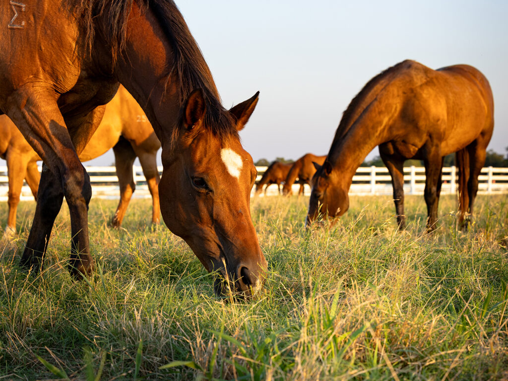 11 26 surto de EHV-1 cancela eventos nos EUA