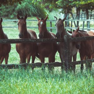 CNA debate avanços do Passaporte Equestre e Lei do Material Genético