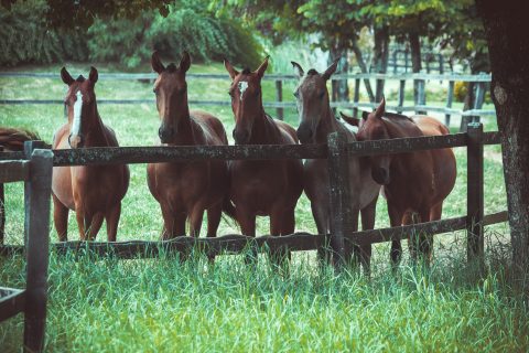 CNA debate avanços do Passaporte Equestre e Lei do Material Genético