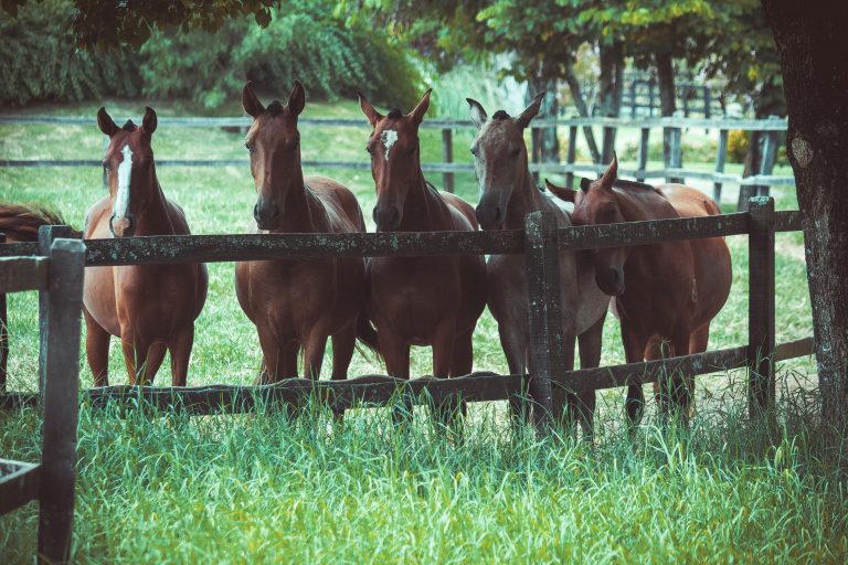 CNA debate avanços do Passaporte Equestre e Lei do Material Genético