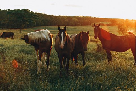 Câmara aumenta penas de prisão para quem maltratar cavalos, e projeto segue para o Senado