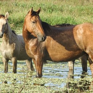 Cavalo Pantaneiro será destaque em série mundial da National Geographic