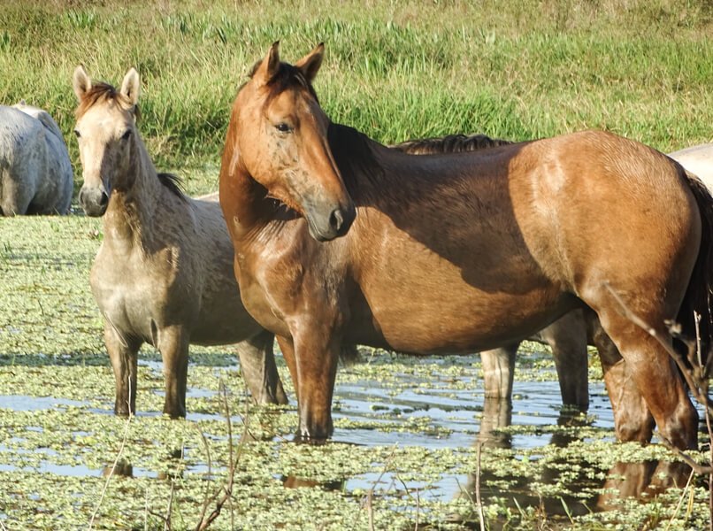 Cavalo Pantaneiro será destaque em série mundial da National Geographic