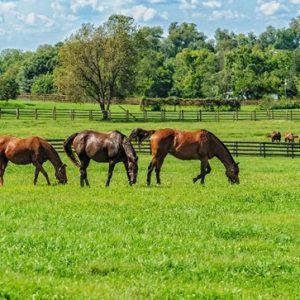Controle de verminoses em equinos promove bem-estar, contribuindo para o bom desempenho