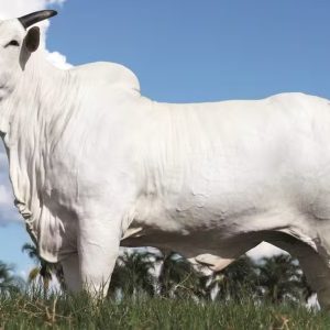 Donna, a estrela do Nelore: matriz alcança R$ 54 milhões e estabelece novo recorde mundial