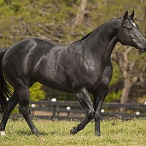 Electric Bueno Spark: a força genética que consolida a Prime Horse entre as grandes referências do Quarto de Milha