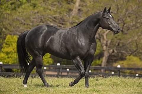 Electric Bueno Spark: a força genética que consolida a Prime Horse entre as grandes referências do Quarto de Milha
