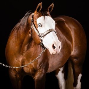 Leilão Ana Dantas Ranch – Barrel Horses registra média expressiva e valoriza genética da matriz Palooza