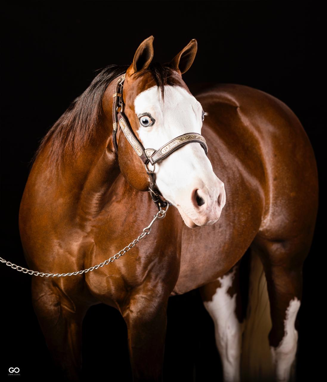 Leilão Ana Dantas Ranch – Barrel Horses registra média expressiva e valoriza genética da matriz Palooza