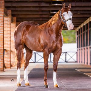 Leilão Ana Dantas Ranch – Edição Barrel Horses reúne genética de ponta e oferta exclusiva de filhos de Dash Ta Fame e Slick By Design