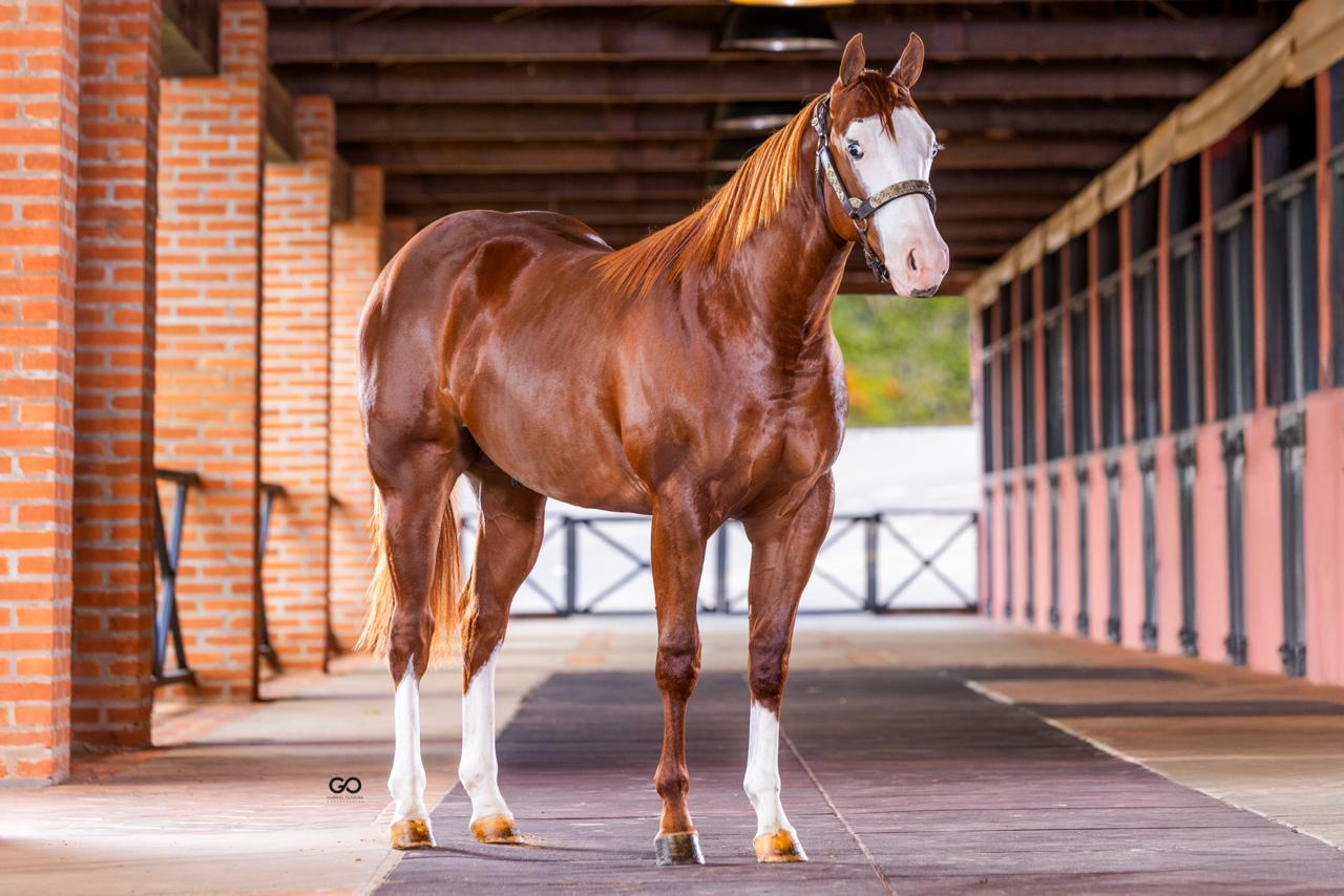 Leilão Ana Dantas Ranch – Edição Barrel Horses reúne genética de ponta e oferta exclusiva de filhos de Dash Ta Fame e Slick By Design