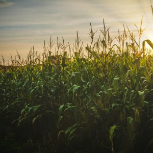Reforma Tributária no agro: O que muda para o produtor a partir de 2026?