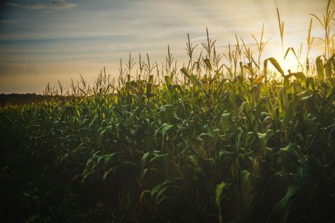 Reforma Tributária no agro: O que muda para o produtor a partir de 2026?