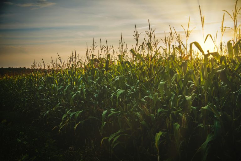 Reforma Tributária no agro: O que muda para o produtor a partir de 2026?