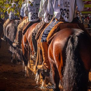 Calendário 2026 do Cavalo Crioulo é divulgado com provas, marchas e classificatórias ao longo do ano