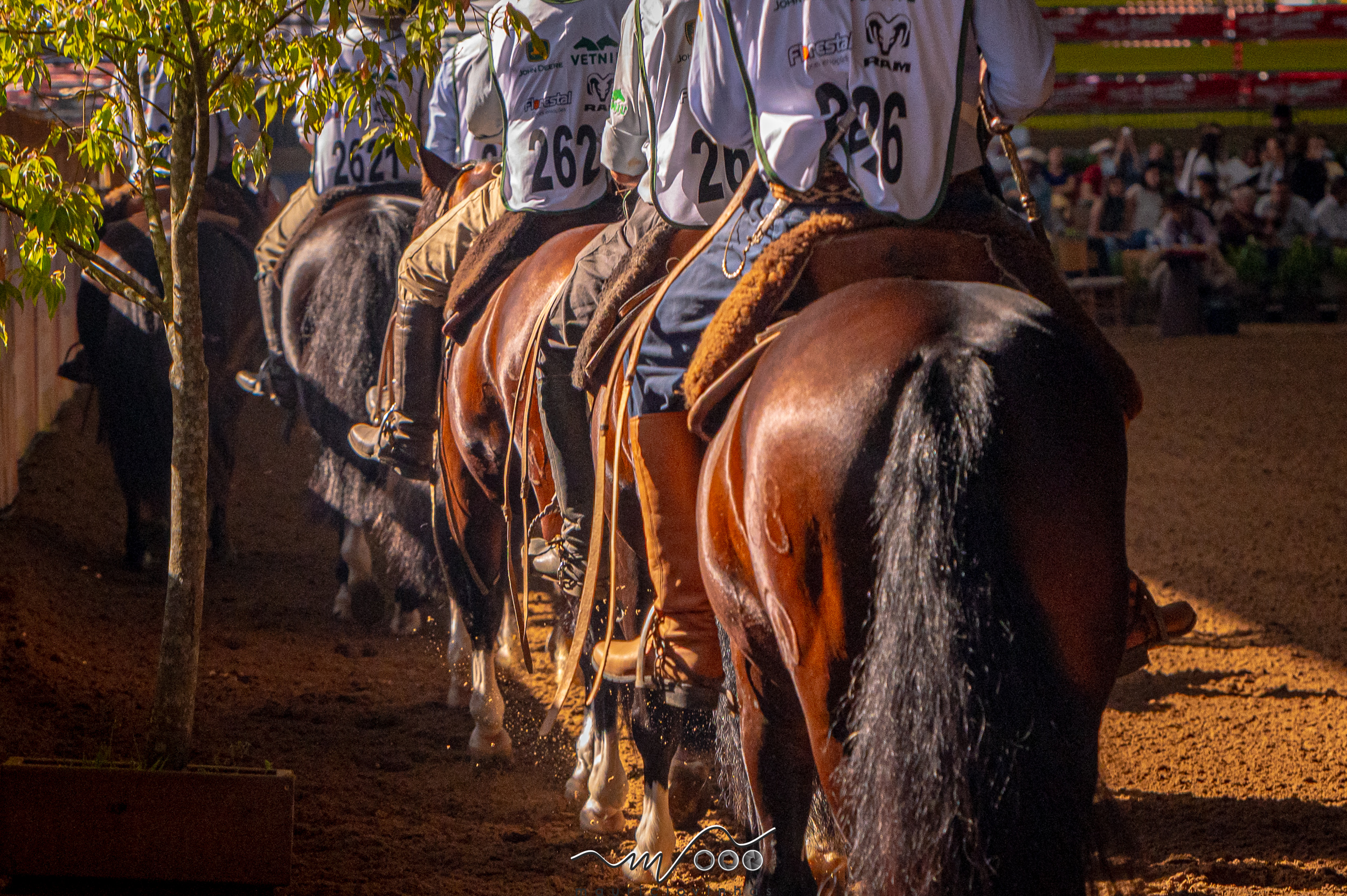 Calendário 2026 do Cavalo Crioulo é divulgado com provas, marchas e classificatórias ao longo do ano