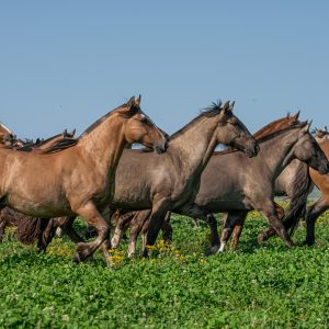 Cavalo Crioulo movimenta R$ 5,36 bilhões e emprega mais de 160 mil brasileiros